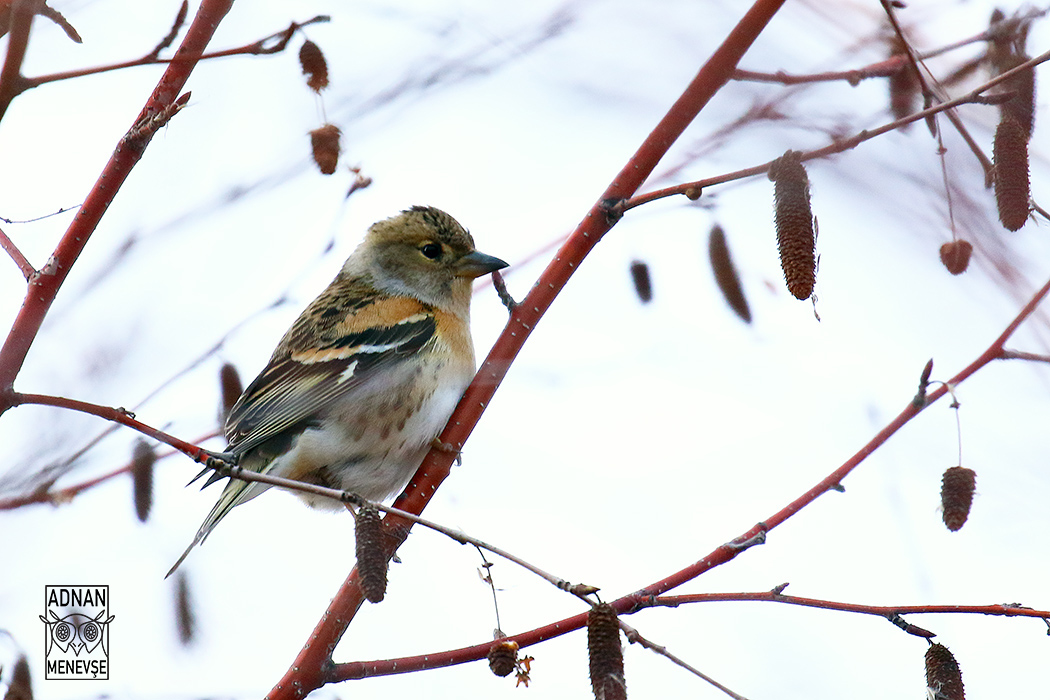 Brambling